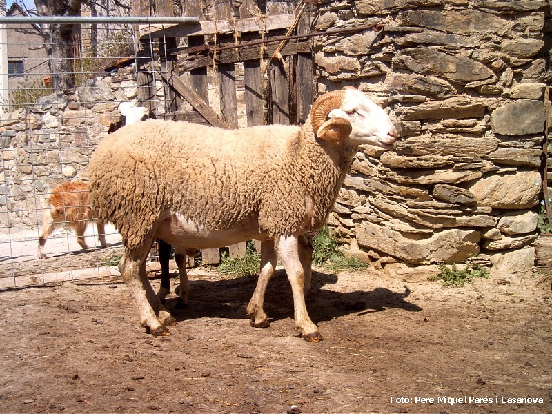 Ovella aranesa | Races Domèstiques Autòctones de Catalunya UAB