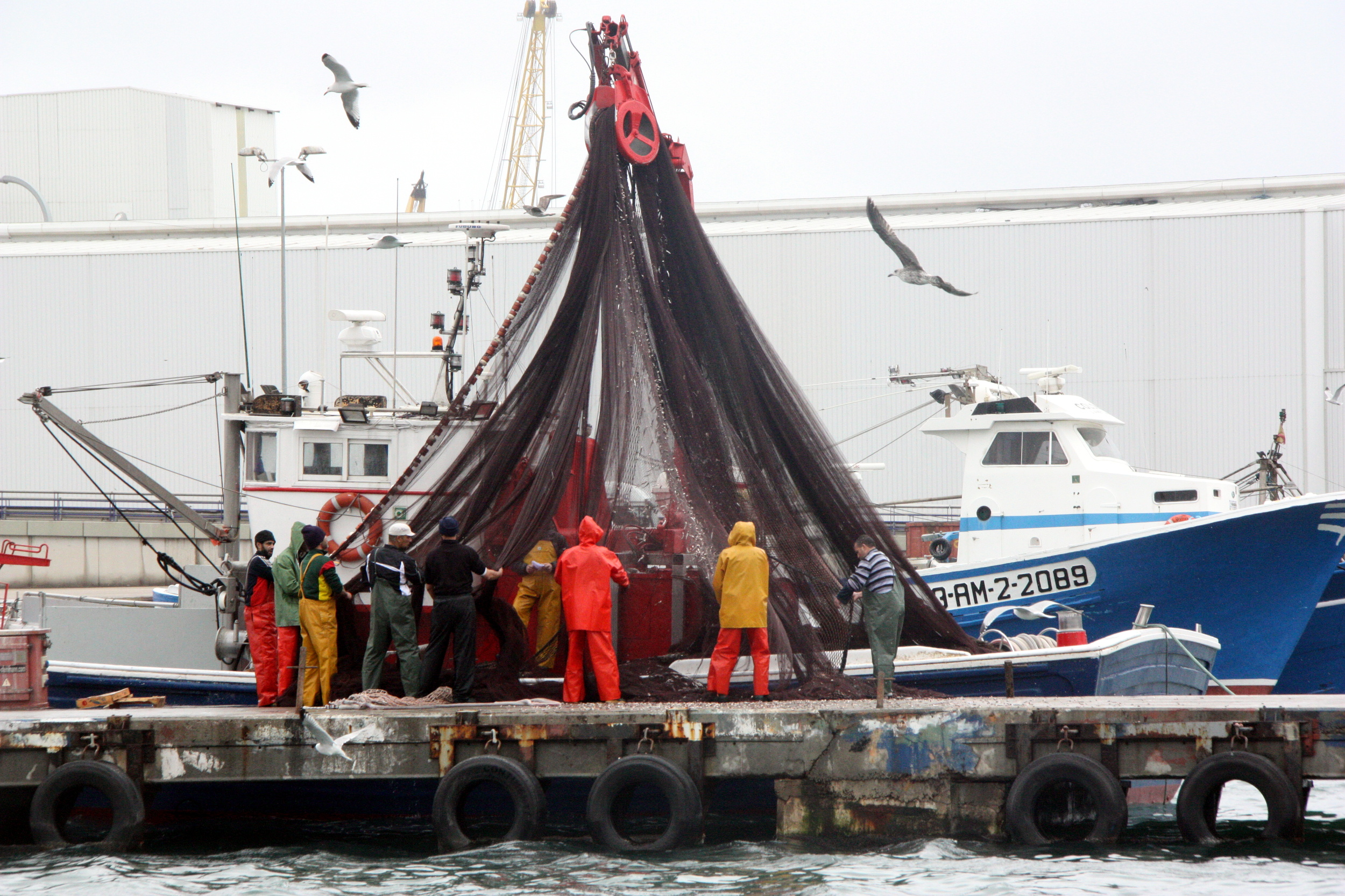 Uns mariners movent les xarxes per recollir el peix blau capturat, al Serrallo, a Tarragona | ACN, 2016