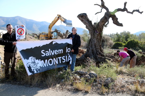 Salvem lo Montsià amb una pancarta al costat de dos operaris que treballen arrencant una olivera monumental de la finca que té a Ulldecona Cultius Ponç | ACN