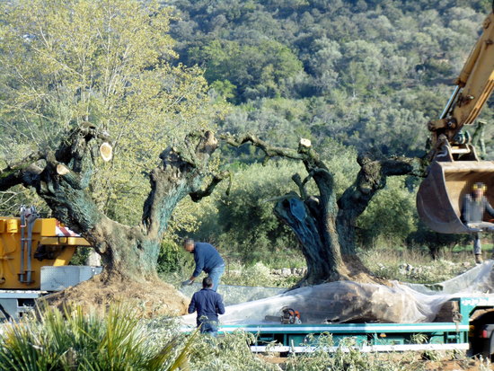 Operaris preparant les oliveres arrencades | ACN