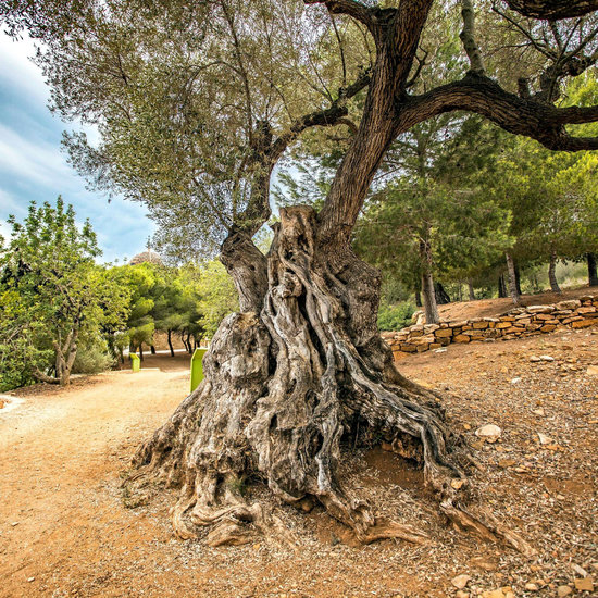 Una de les oliveres monumentals inventariades al catàleg de protecció municipal a Alcanar | ACN