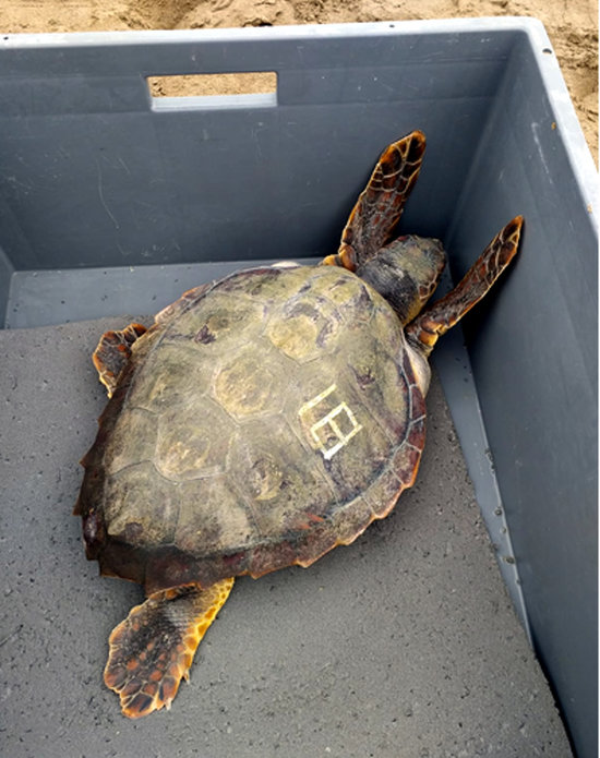 Una de les cinc tortugues marines alliberades al Delta de l'Ebre | ACN