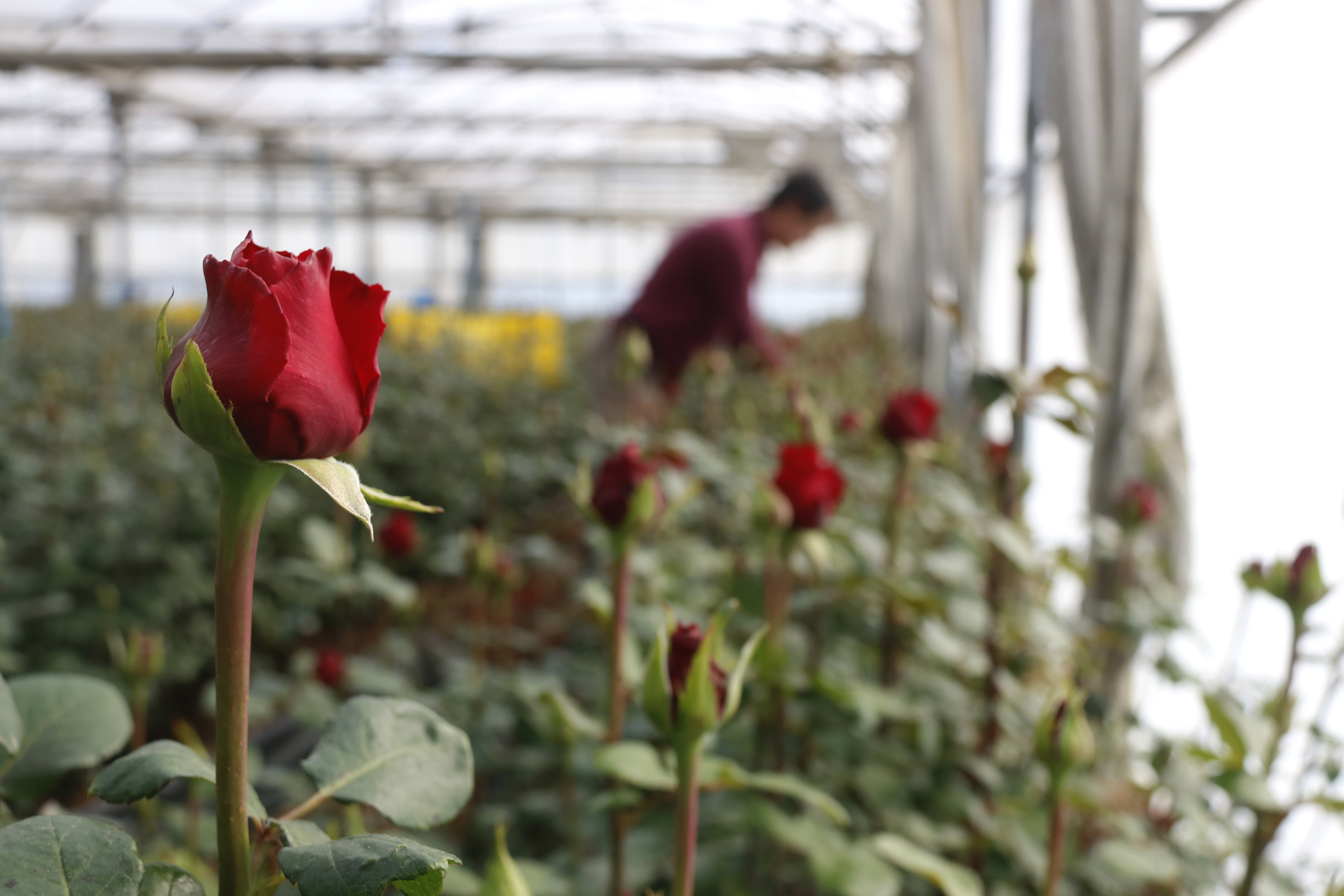 Roses a l'hivernacle, setmanes abans de Sant Jordi | ACN