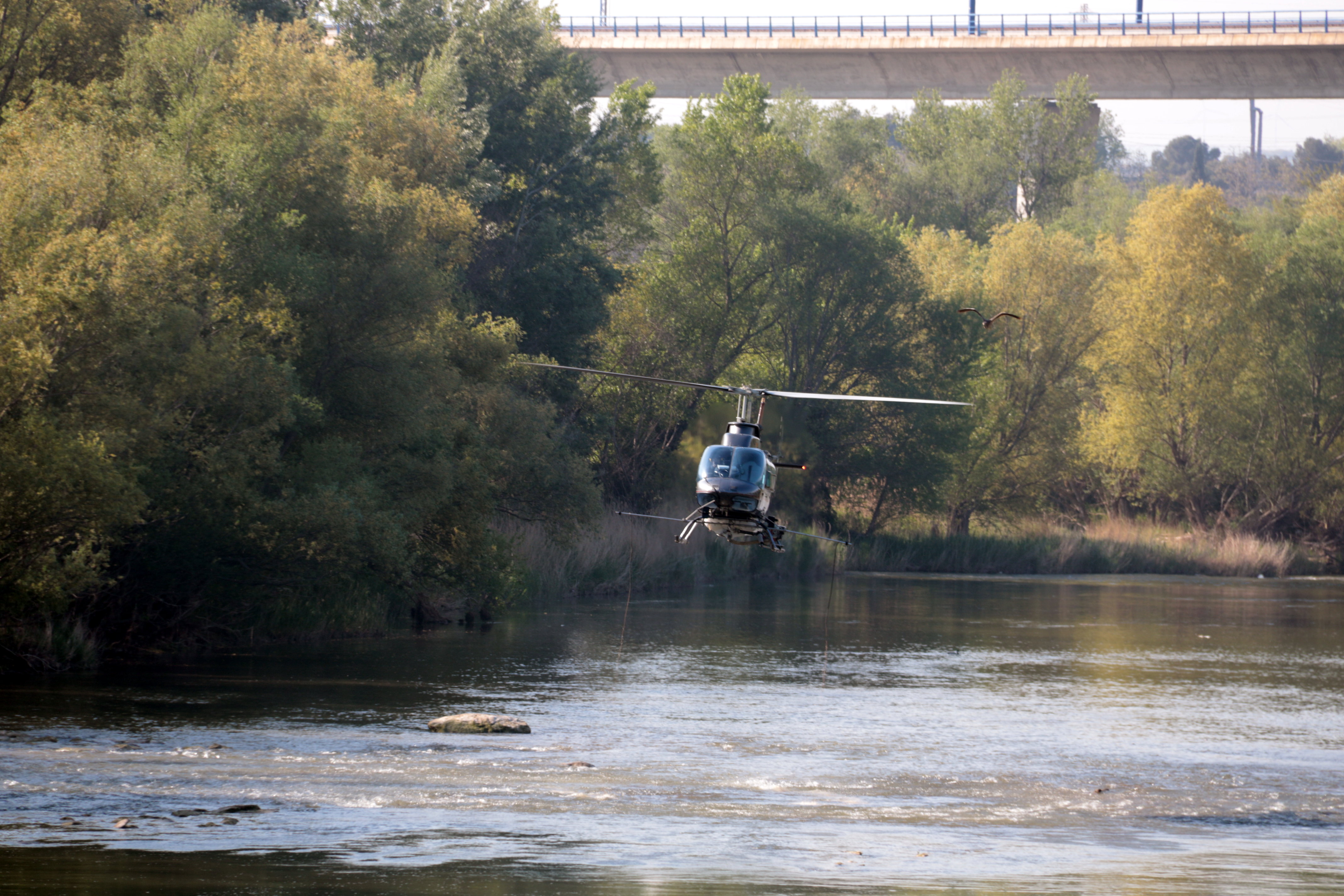 L'helicòpter del COPATE aboca un insecticida larvicida biològic en un tram del riu Segre, proper a la depuradora de Lleida, per eliminar les larves de mosca negra | ACN