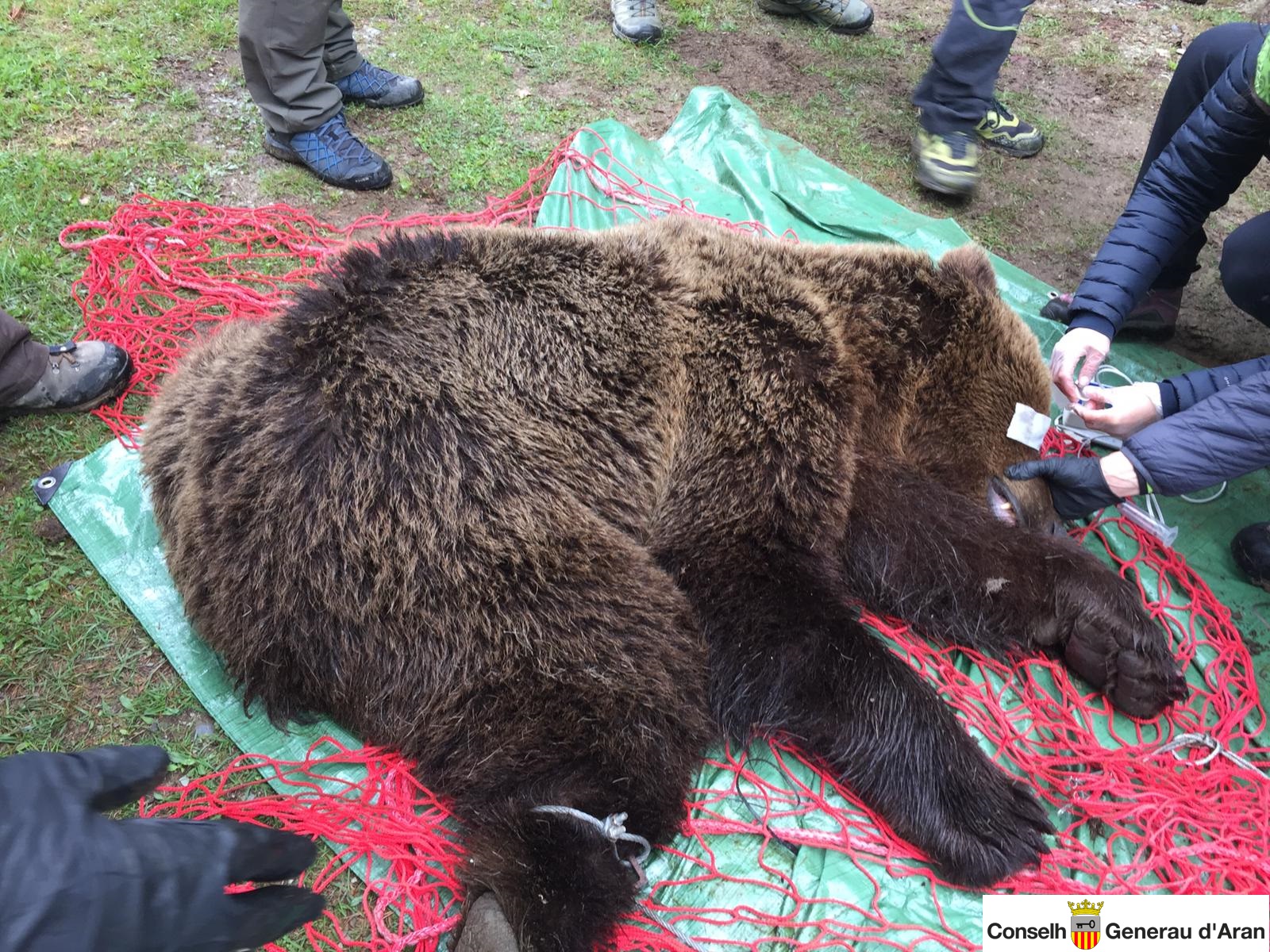 Tècnics i agents del Conselh Generau d'Aran posant el sistema de seguiment a l'os | Conselh Generau d'Aran