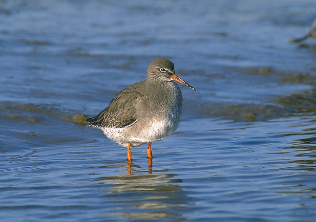 El Gamba roja està amenaçat per la transformació del seu hàbitat i els depredadors | SEO/BirdLife