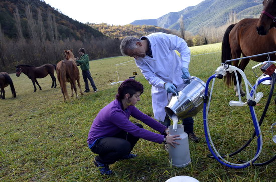 Un ramader té cura dels caballs, 2015 | ACN