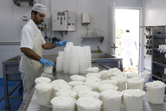 Tractament de la llet per convertir-la en formatge a Mas el Garet de Tona | ACN