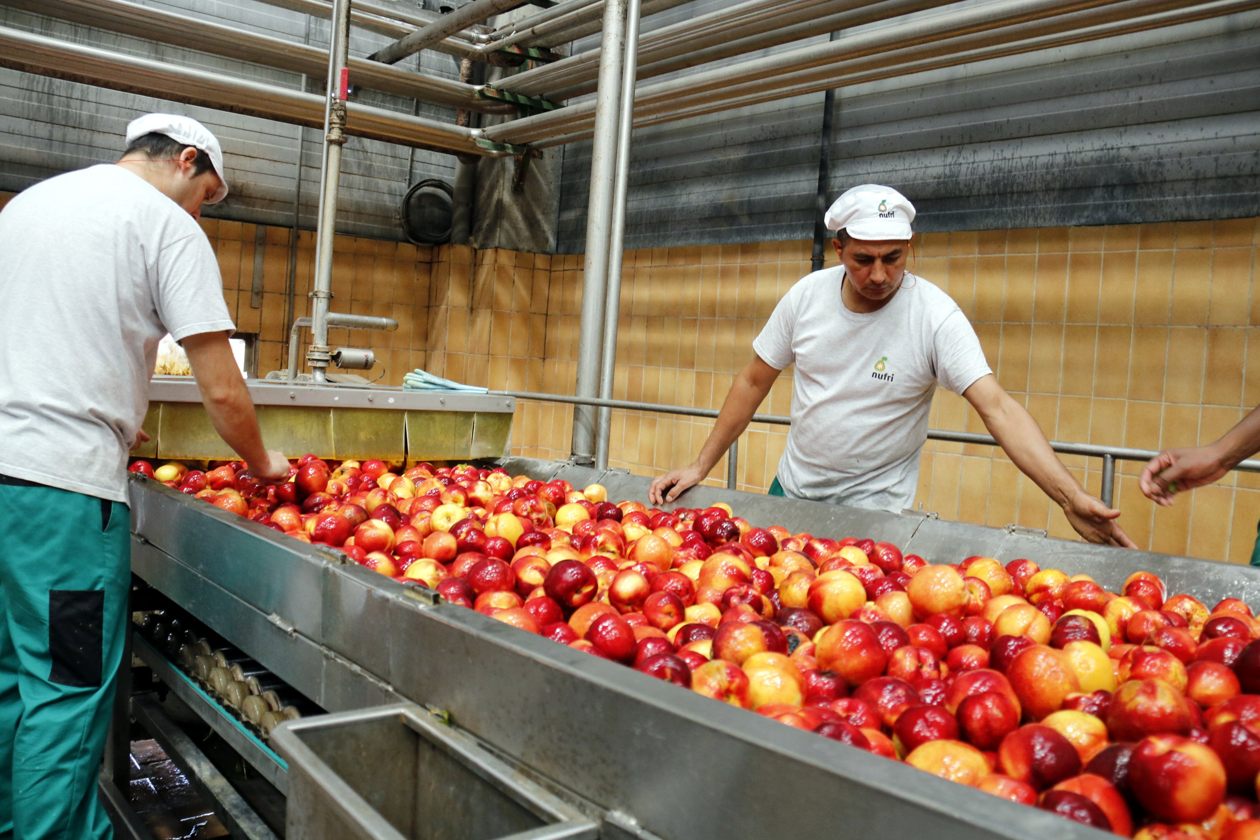 Operaris de l'empresa Nufri controlant la qualitat de les nectarines retirades del mercat per a beneficència | ACN