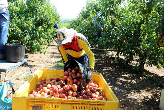 Un treballador abocant préssecs en un palot | ACN