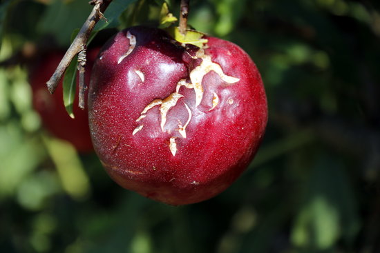 Una nectarina tocada per la pedra a una finca d'Alcarràs el 2018 | ACN