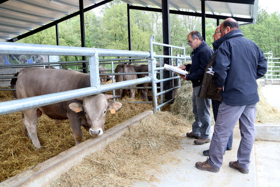 Ramaders observant els vedells que s'han portat a subhasta al centre de testatge de l'Escola Agrària dels Pirineus | ACN