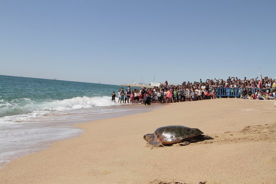 Moment en el qual alliberen una tortuga a Arenys de Mar | ACN