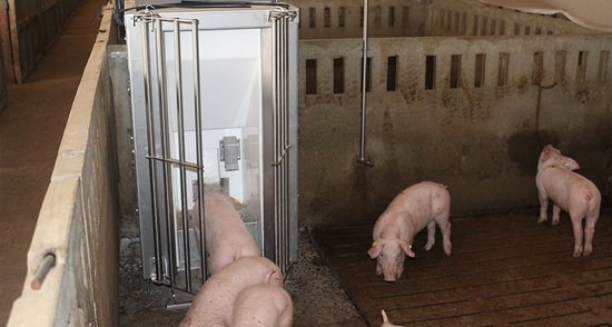 Porcs alimentant-se amb el sistema ideat a la UdL | ACN