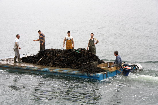 Mariscadors transportant mol·luscs amb una embarcació plana a la badia dels Alfacs | ACN