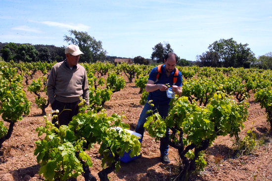 Recollida de mostres d’ADN de les vinyes de Calonge | ACN