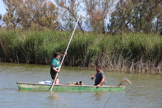 Voluntaris navegant amb canoes en l'acció de neteja del riu Migjorn al delta de l'Ebre | ACN