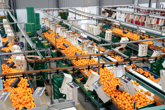 Instal·lacions de la Cooperativa d'Agris d'Alcanar | ACN