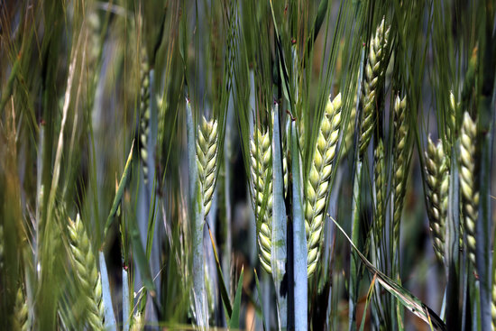 Camp de cereal el maig de 2019 | ACN