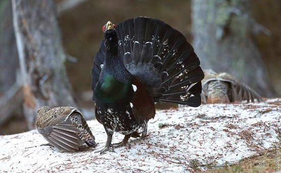 Un exemplar de gall fer | ACN