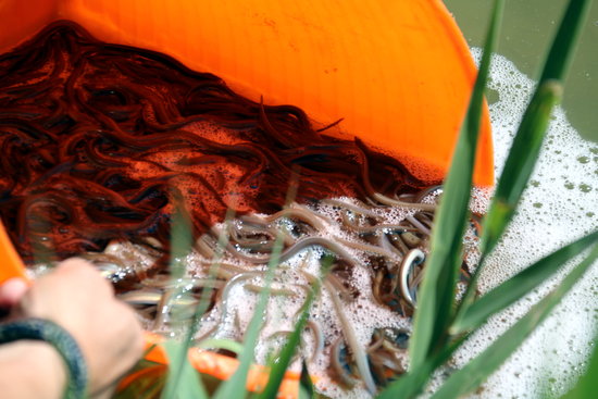 Anguiles alliberades a l'Encanyissada, al delta de l'Ebre | ACN