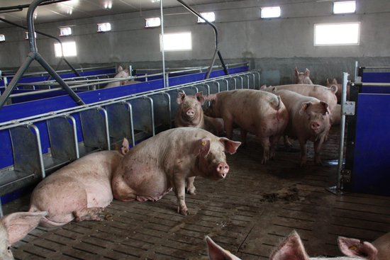 Porcs en una granja d'una explotació | ACN
