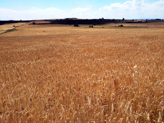 Camp de cereals | ACN