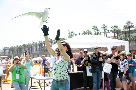 Moment de l'alliberament d'una gavina corsa durant la cloenda de l'Ultra Clean Marathon a la platja del Somorrostro | ACN