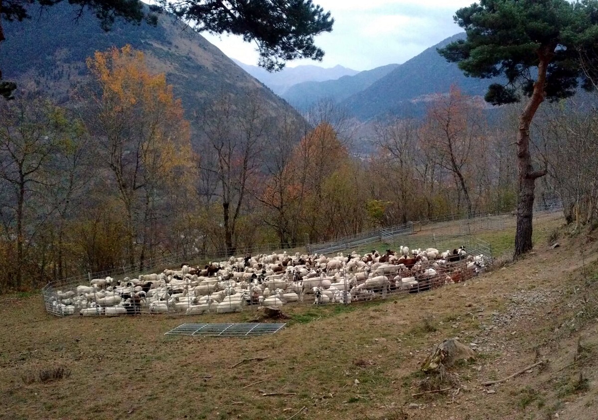 Un dels agrupaments de ramats d'ovelles, en un tancat per protegir-se dels ossos | ACN
