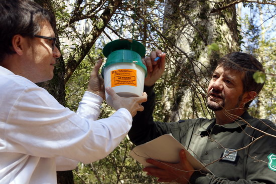 Els agents rurals ajudant a col·locar les trampes | ACN