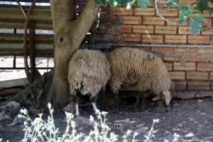 Dues ovelles rascant-se i espolsant-se les mosques al tronc d'un arbre, en una explotació ramadera de Benifallet | ACN