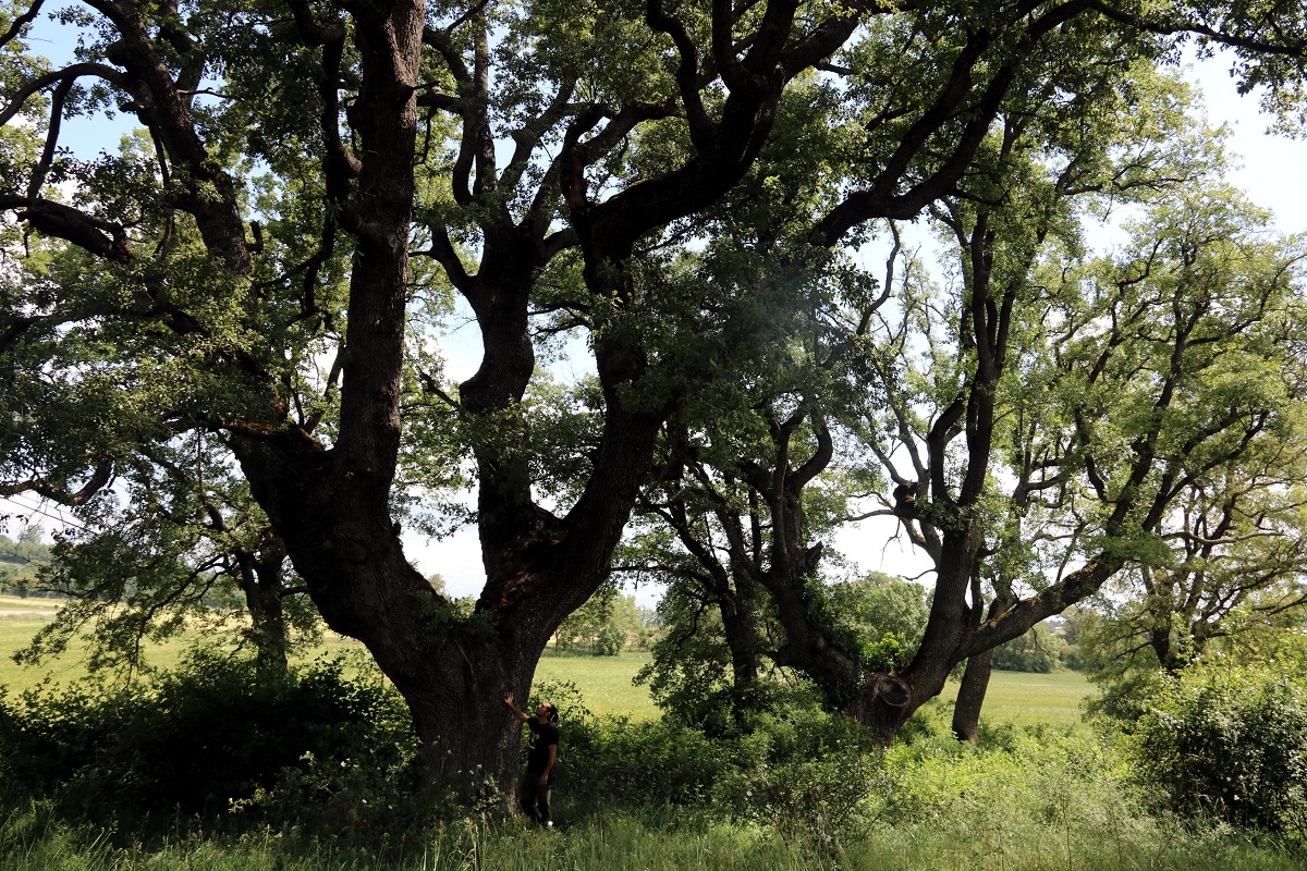 Bosc del Solsonès amb dos roures centenaris | ACN