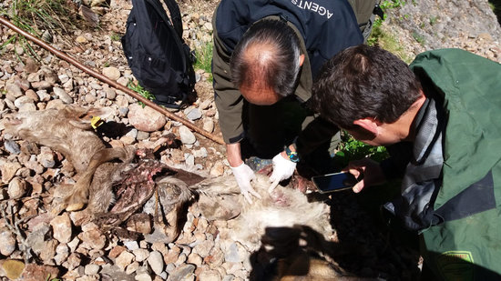 Els Agents Rurals comprovant les restes d'una cabra morta i certificant que era per un atac de l'os Goiat | ACN