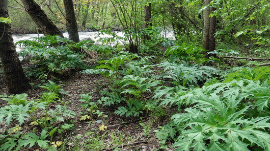 La pampa del Caucas | ACN