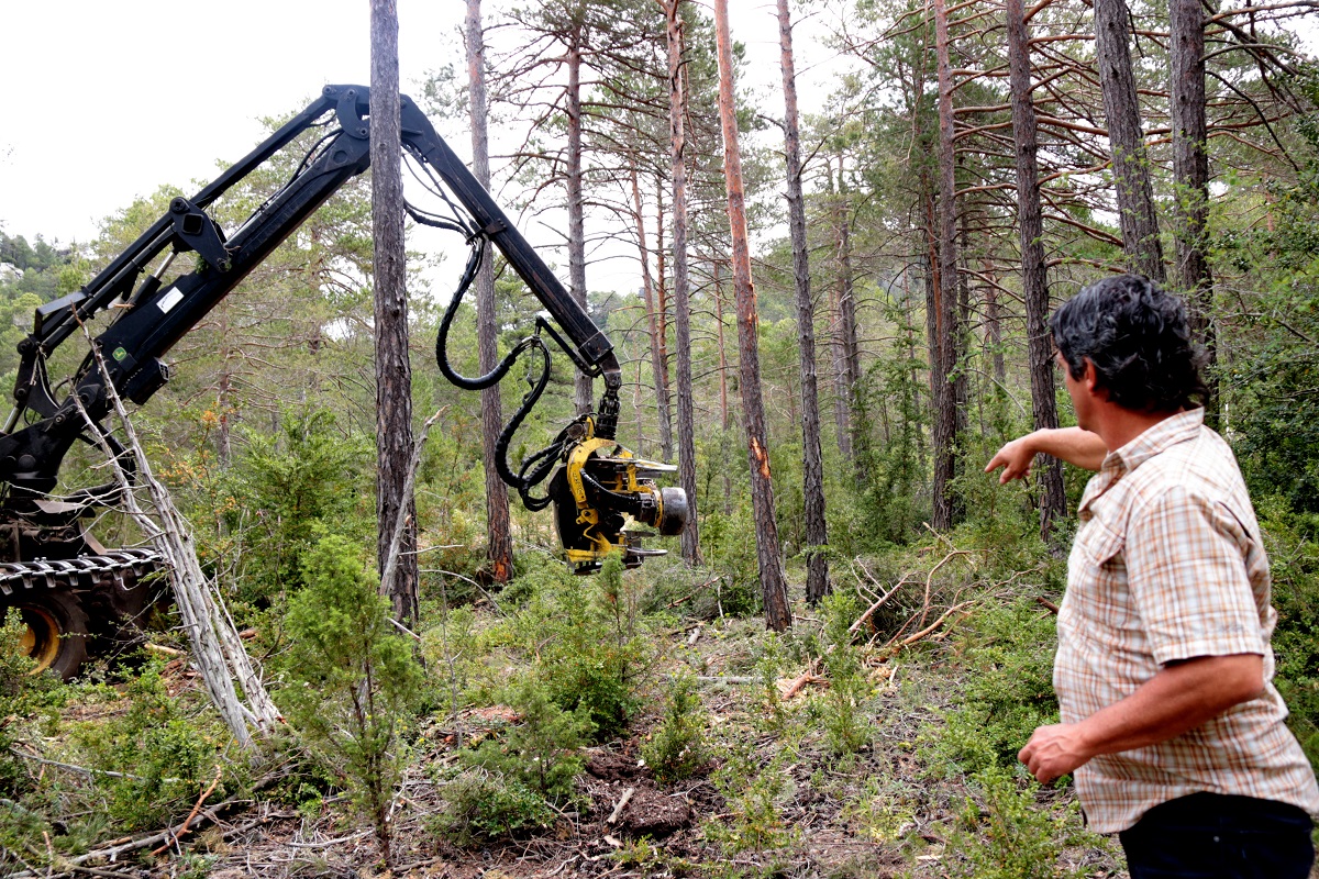 L'enginyer forestal, Eusebi Casanova, assenyalant un arbre a la màquina taladora al bosc de Refalgarí, al parc natural dels Ports | ACN