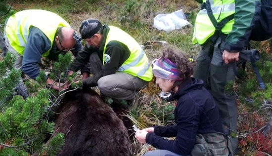 Moment del canvi de les bateries del collar de l'os Goiat, a Naut Aran | ACN