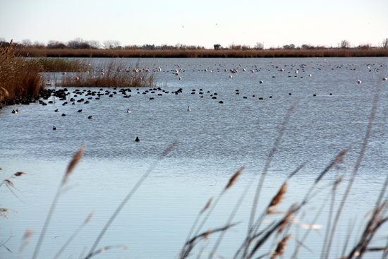 Zona de la llacuna de l'Encanyissada, al parc natural del delta de l'Ebre | ACN