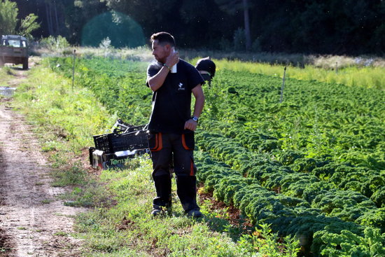 Un treballador de l'horta a Benifallet, ruixant-se amb repel·lent envoltat dels volts de mosca negra a| ACN