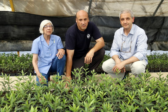 Responsables d'ACUDAM, Angelina Roure i Jordi Morillas, amb un treballador de l'entitat, observant el planter d'oliveres de Castellnou de Seana | ACN