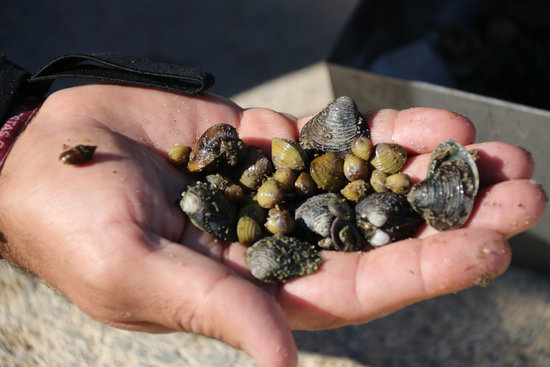 Cloïssa asiàtica del riu Ebre | ACN