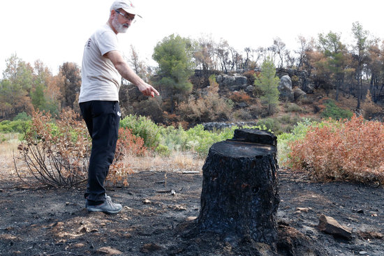Director tècnic del Grup de Natura Freixe, Pere Josep Jiménez, mostrant una soca socarrimada per l'incendi de la Ribera d'Ebre, que l'entitat just havia tallat per desbrossar una finca a Flix | ACN