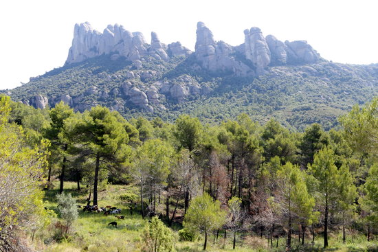 Un ramat als peus de la muntanya de Montserrat | ACN