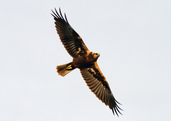 Arpella comuna albirada al Parc Natural del Delta de l'Ebre | ACN