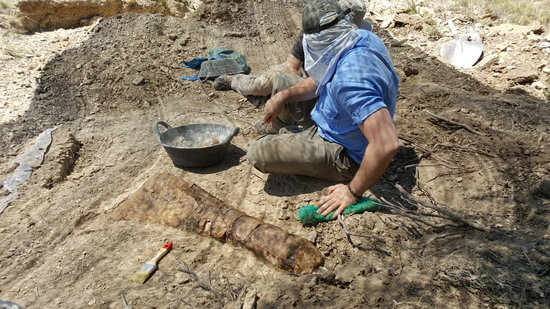 Aspecte d'un os de l'avantbraç d'un titanosaure, una ulna, recuperat al jaciment arqueològic de les Gavarres, a Isona | ACN