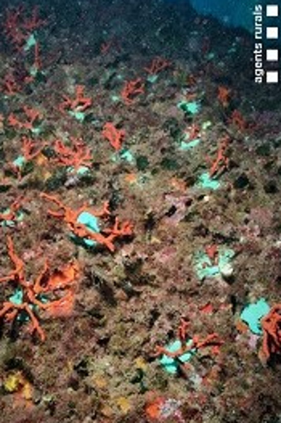 Corall reimplantat al fons marí al cap de Creus | Agents Rurals