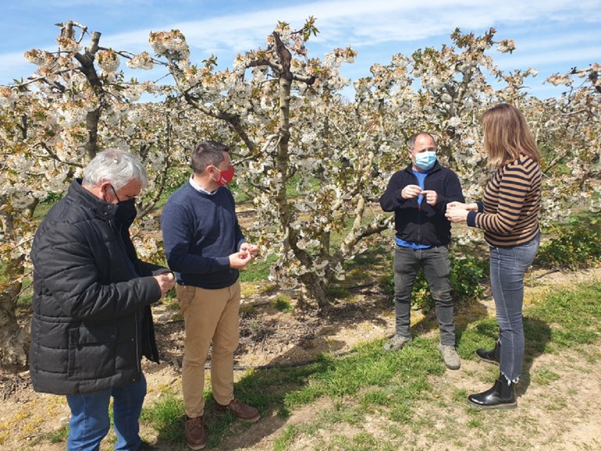 Pla obert de la visita de l'alcalde d'Alcarràs, Jordi Janés, a una explotació fruitera afectada per les gelades, el 22 de març del 2021. (Horitzontal)
