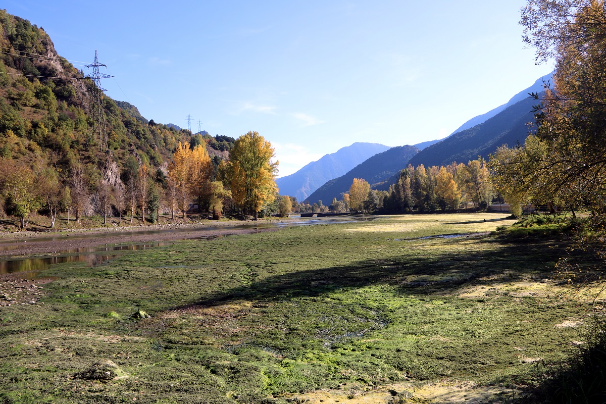 Pla general del volum de plantes aquàtiques que queden visibles quan baixa la cota de l'aigua del pantà de la Torrassa. Imatge del 19 d'octubre del 2021. (Horitzontal)