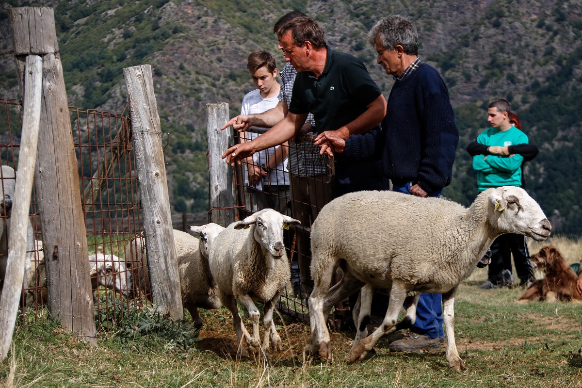 Pla general d'un grup de pastors comptant les ovelles una a una per comprovar que hi són totes. Imatge del 30 de setembre del 2021. (Horitzontal)