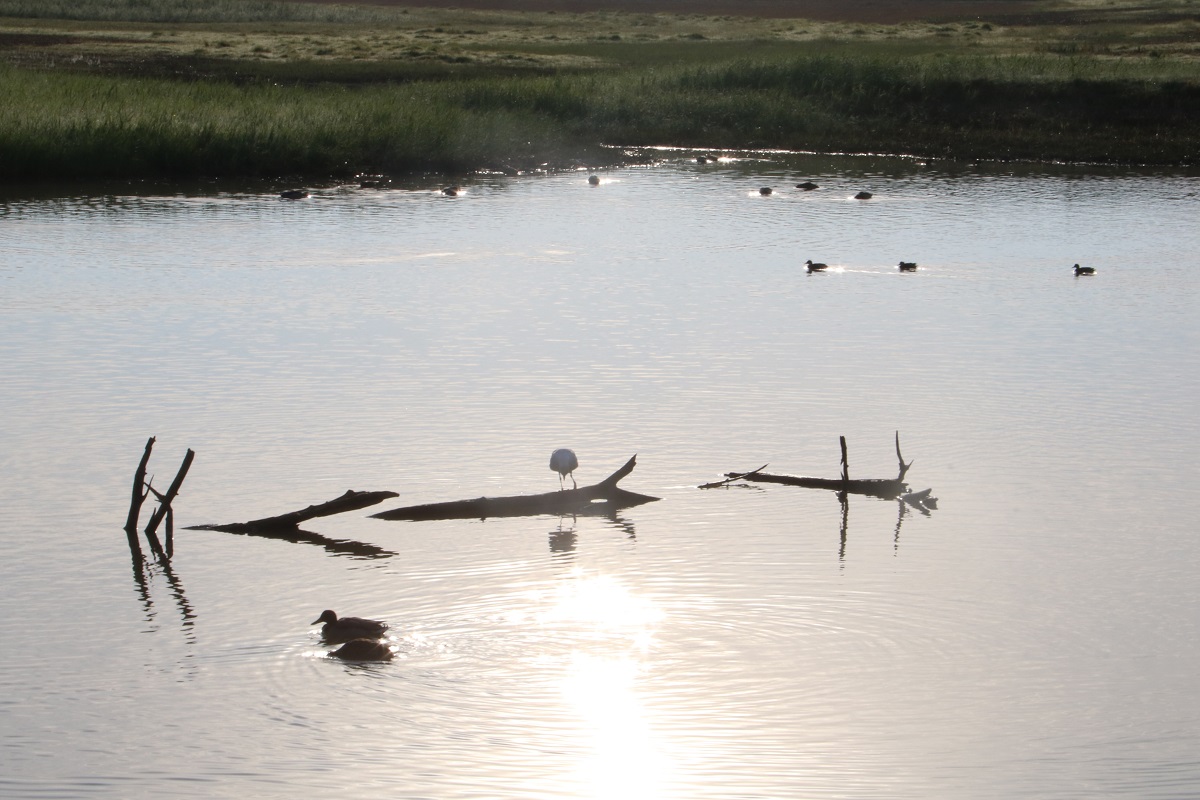 Una de les zones dels Aiguamolls on hi queda aigua. Imatge publicada el 15 d'octubre del 2021. (Horitzontal)