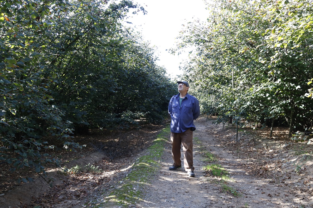 El responsable nacional del sector de la fruita seca d'Unió de Pagesos, Rafel Español, caminant entre un camp d'avellaners, al Morell (Tarragonès). Imatge del 6 d'octubre del 2021. (Horitzontal)
